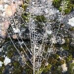 Lepidium densiflorum Fruchs