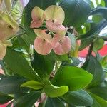 Euphorbia lophogona Kwiat