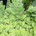 Sedum telephium Leaf