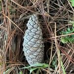 Pinus caribaea Fruto