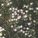 Allium praecox Kvet
