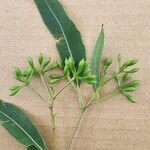 Corymbia gummifera Flor