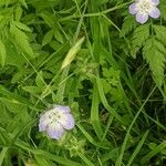 Nemophila phacelioides Цвят