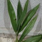 Zygopetalum maculatum Leaf
