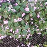 Impatiens balfourii Blomst