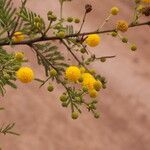 Vachellia hockii Flower