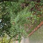 Podocarpus totara Blatt