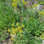 Cymopterus lemmonii Blomst