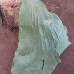 Platycerium elephantotis Leaf
