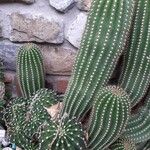 Echinopsis schickendantzii Hoja