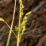 Juncus tenuis Ffrwyth