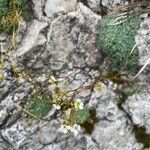 Saxifraga squarrosa Flower