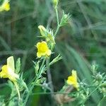 Linaria genistifolia Flower