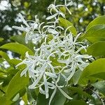 Chionanthus retusus 花