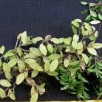 Peperomia candelaber अन्य