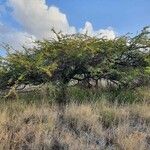 Acacia nilotica Blatt