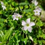 Oxalis incarnata Flor