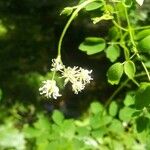 Thalictrum pubescens 花