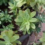 Sedum palmeriBlad