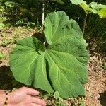 Petasites hybridus Leaf