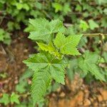 Kosteletzkya adoensis Leaf