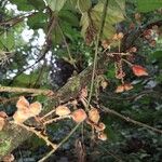 Cnestis corniculata Fruit