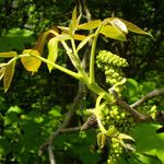 Juglans regia Flower