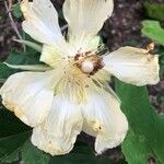 Luehea candida Flower