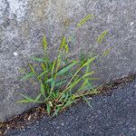Setaria verticillata Blüte