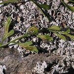 Asplenium x alternifolium Blatt
