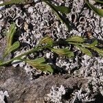 Asplenium x alternifolium Blad