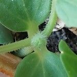 Cucumis melo Ekosanga