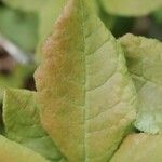 Rhododendron canescens Blatt