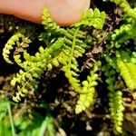 Asplenium viride Лист