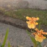 Oncidium baueri Flor