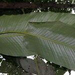 Calathea similis Leaf