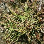 Cyperus subsquarrosus Hábito