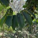 Castilla elastica Leaf