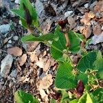 Aristolochia pistolochia Habit