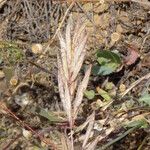 Bromus lanceolatus 花