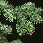 Abies balsamea 叶