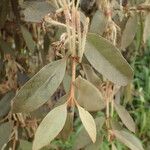 Phragmanthera eminii Hoja