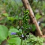 Salvia lyrata Blomst