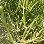 Euphorbia aphylla Hoja