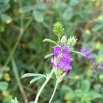 Medicago sativaBlomst