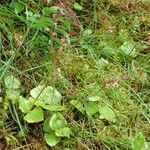 Neottia cordata Habitus