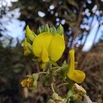 Crotalaria goreensis Květ