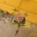 Silene apetala Flower