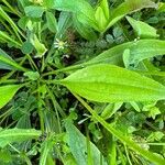 Plantago lagopus Folha