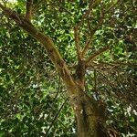 Ficus rubiginosa عادت داشتن